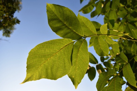 Light shining through leaves